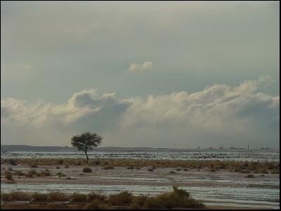 shab2_w520.jpg