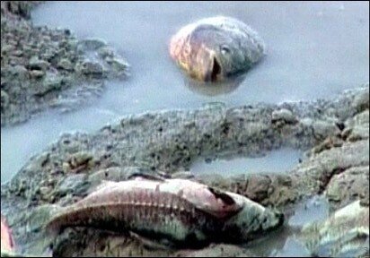 brazilfish_w520.jpg