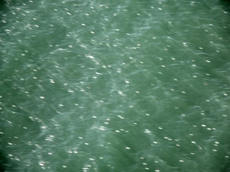 jellyfish